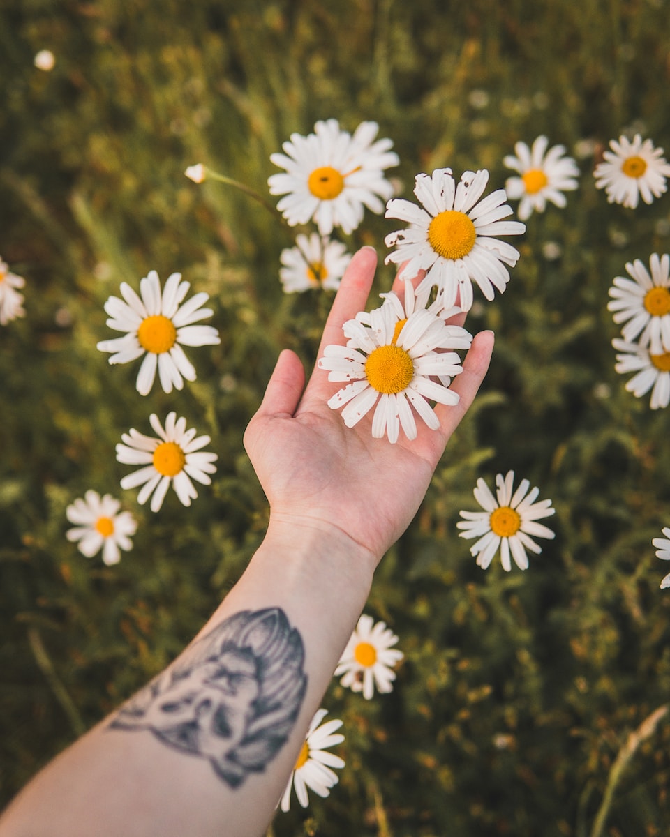 person holding white daisy flowers