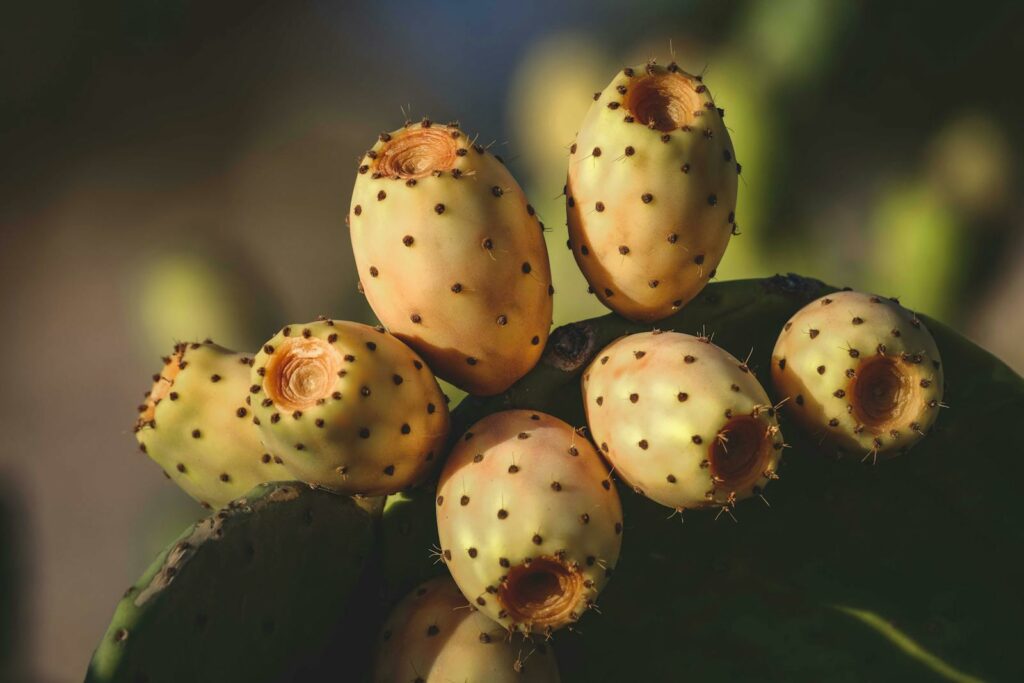 Close up of Opuntia